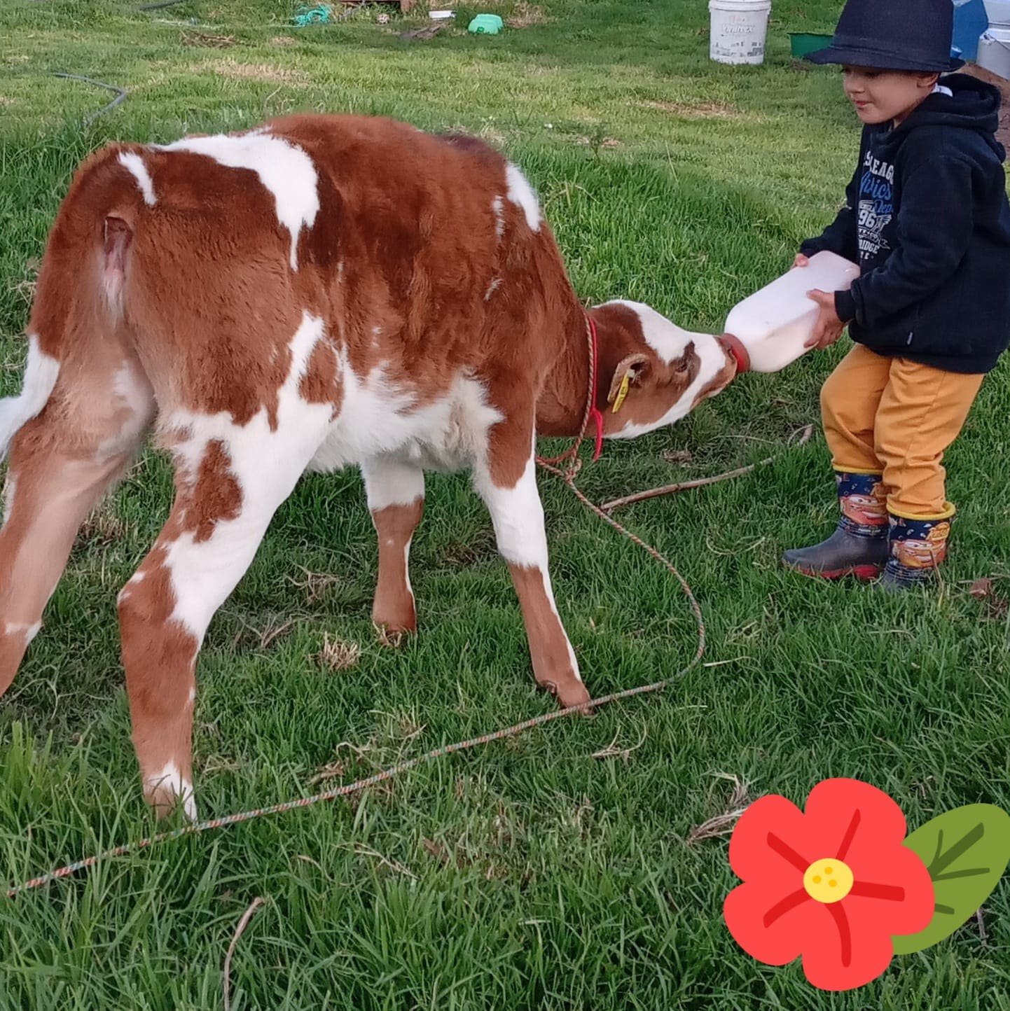 Ganadería lechera en Cundinamarca — vacas pastando en campo verde