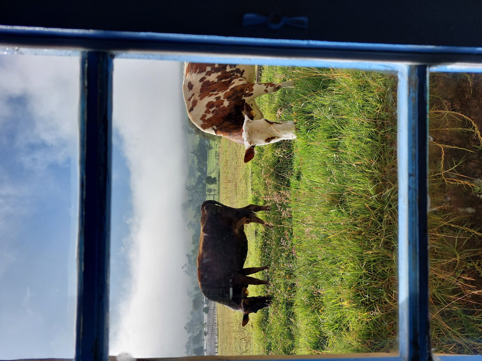 Producción de leche en predio asociado a ASOLAC